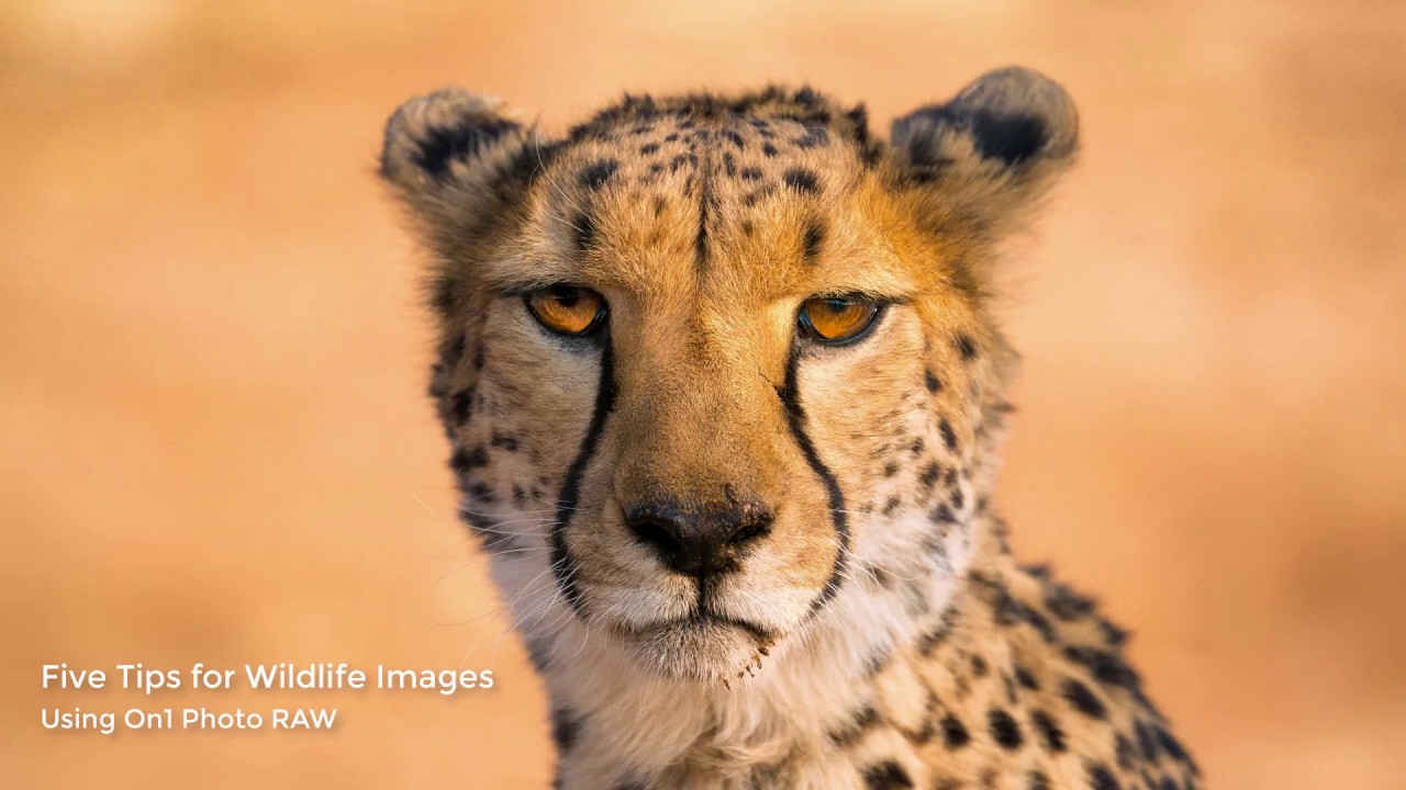 Top 5 Tips For Wildlife Photography